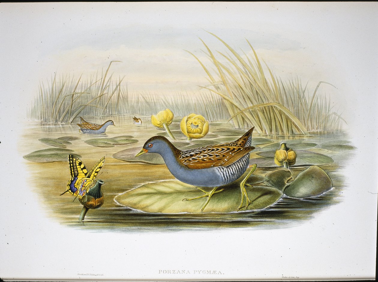 Marouette de Baillon (Porzana Pygmaea) - John (after) Gould