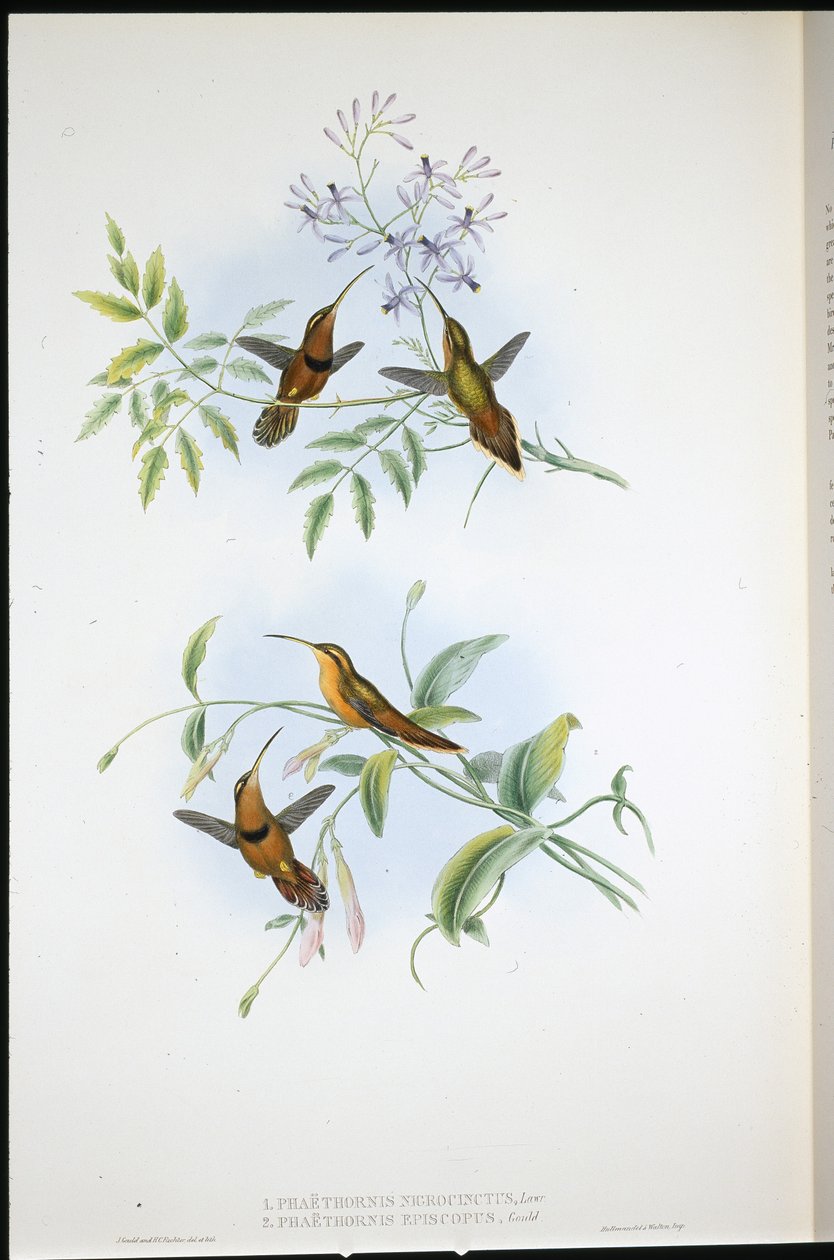 Ermite ceinturé (Phaethornis Nigrocinctus) et Ermite évêque (Phaethornis Episcopus) - John (after) Gould