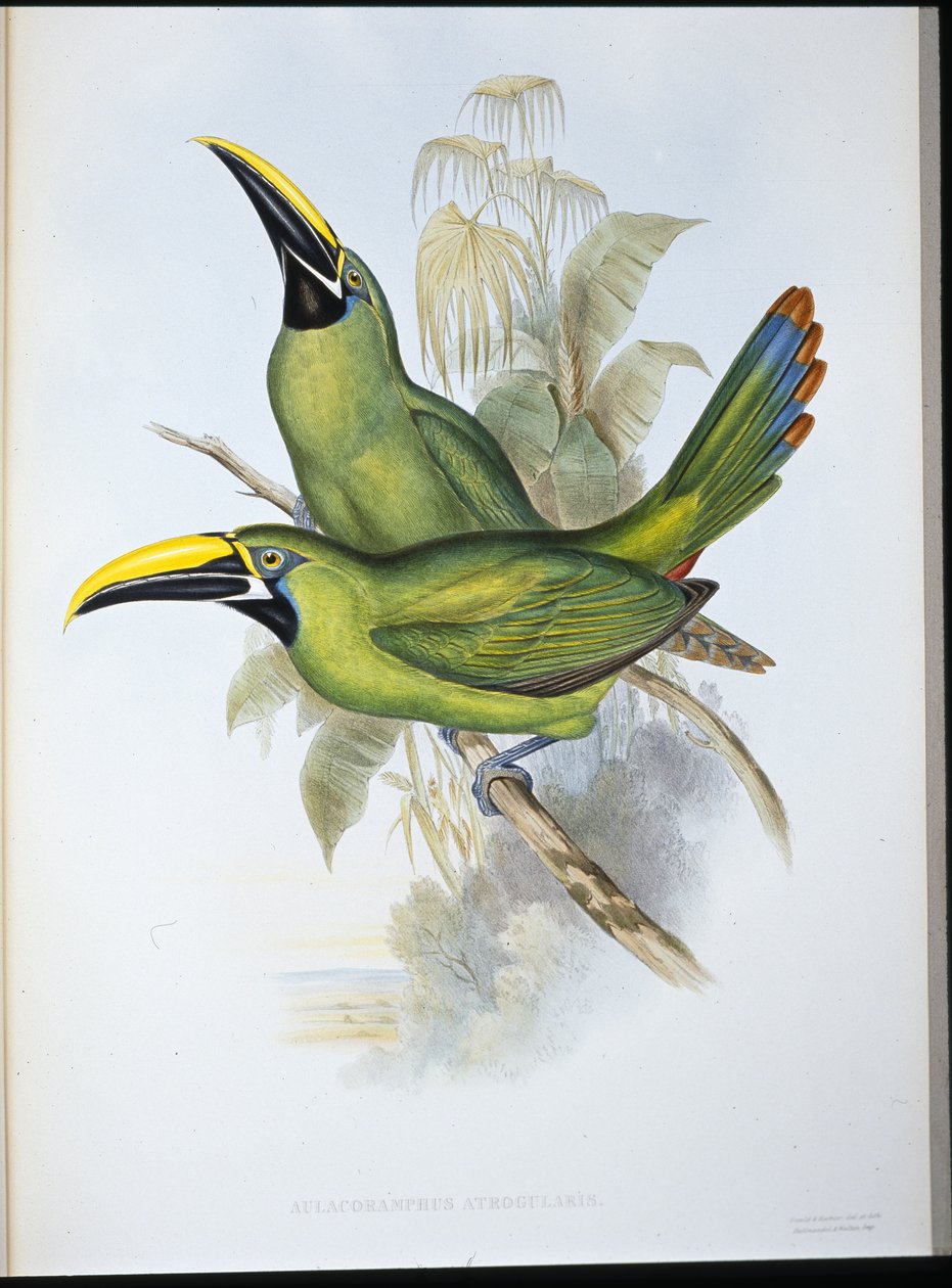Toucan à bec rainuré à gorge noire - John (after) Gould