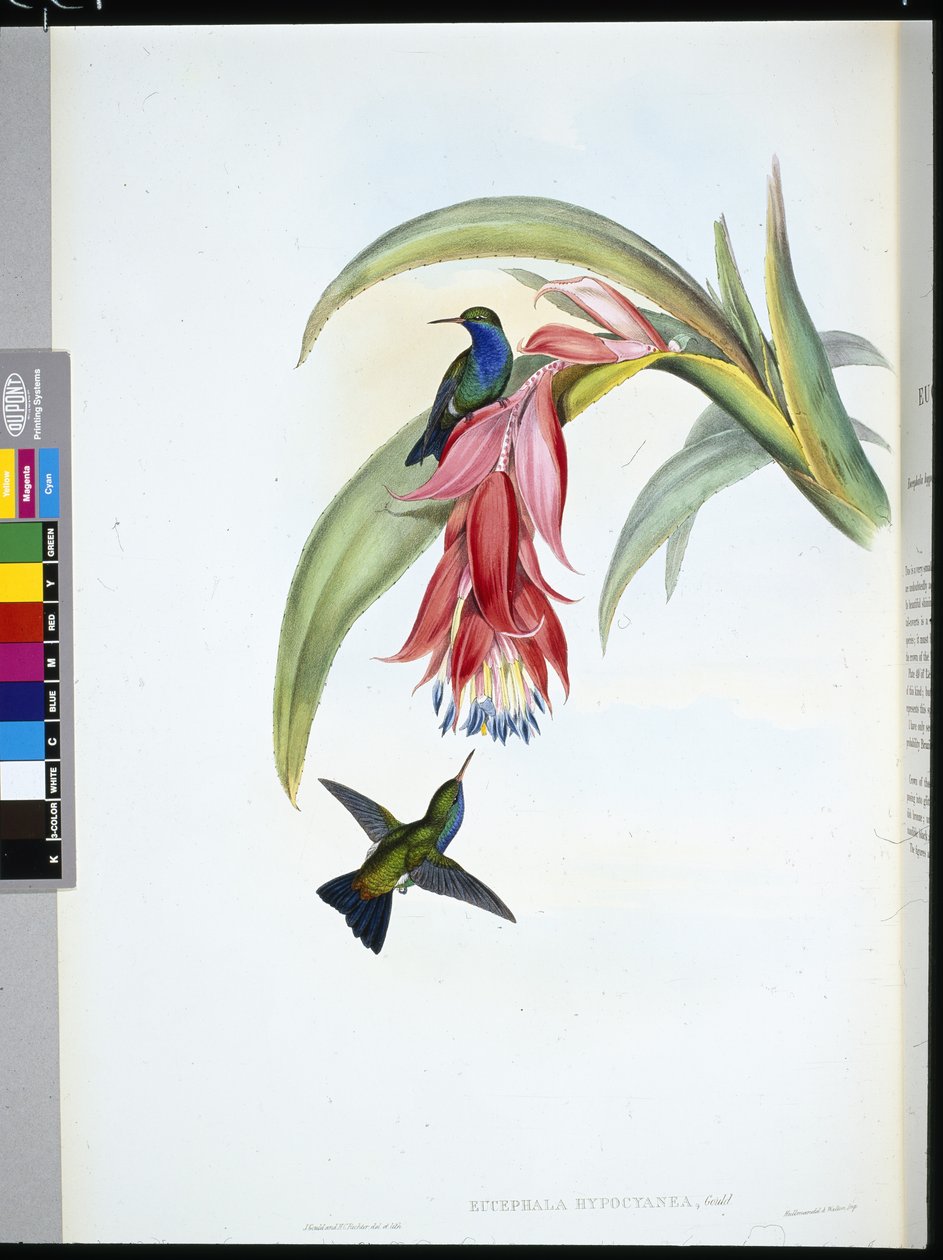 Saphir à poitrine bleue - John (after) Gould
