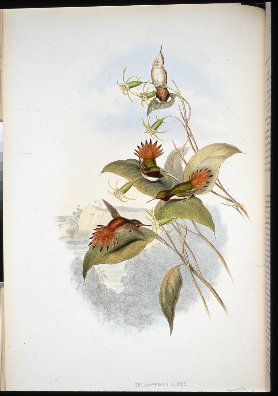 Saphir à tête bleue (eucephala grayi) - John (after) Gould