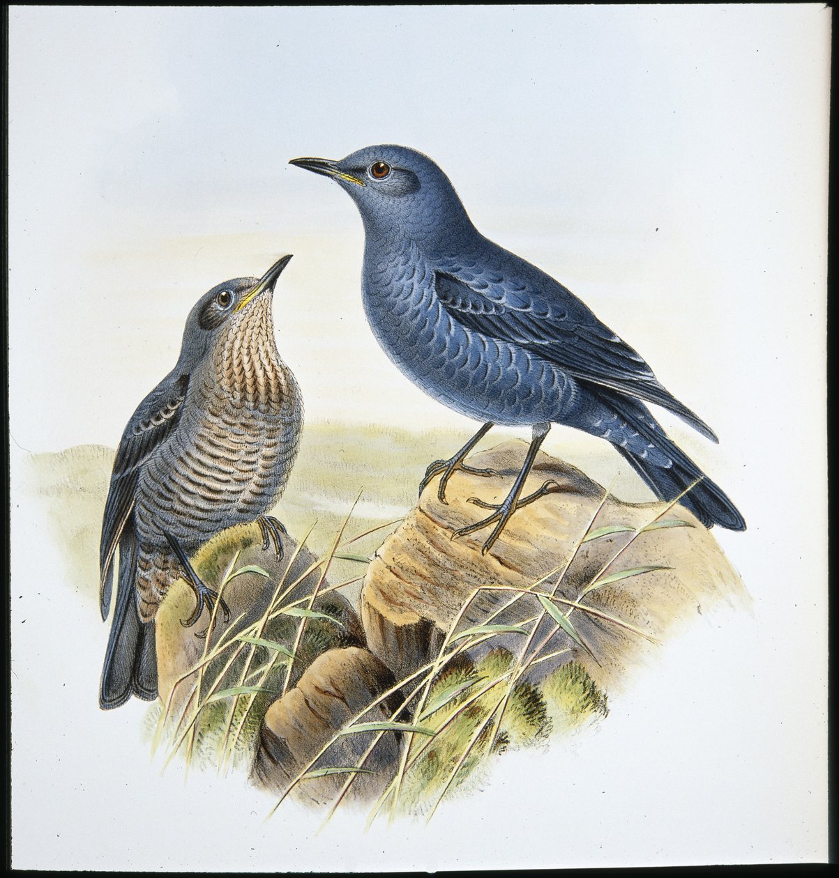 Monticole bleu (Petrocossyphus Cyanus) - John (after) Gould