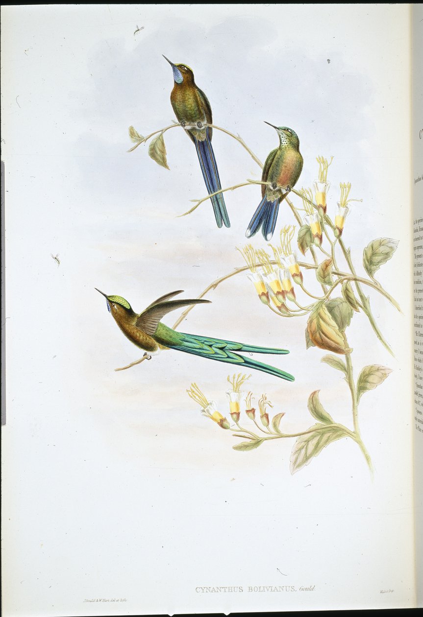 Sylphe bolivien (Cynanthus Bolivianus) - John (after) Gould