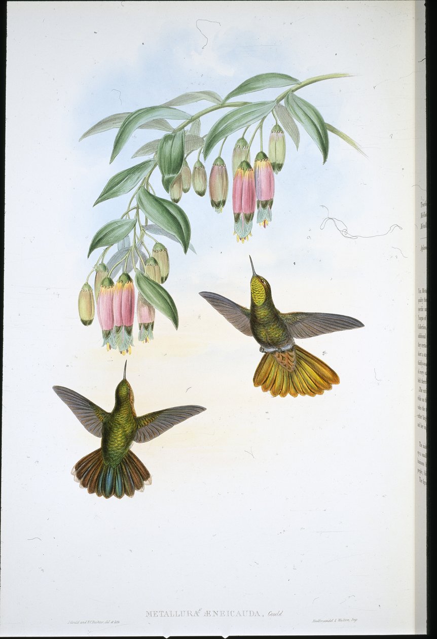 Queue de laiton - John (after) Gould