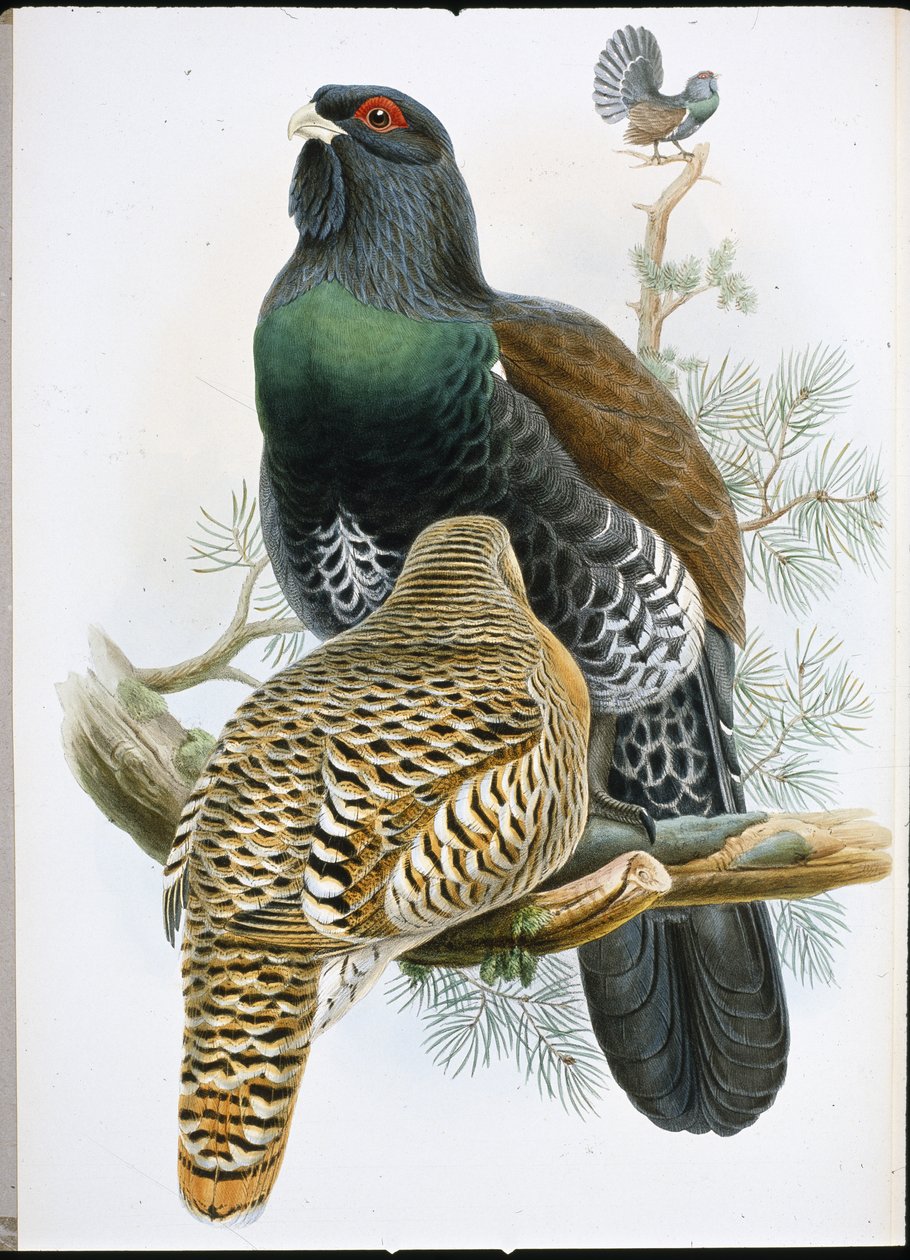 Grand tétras - John (after) Gould
