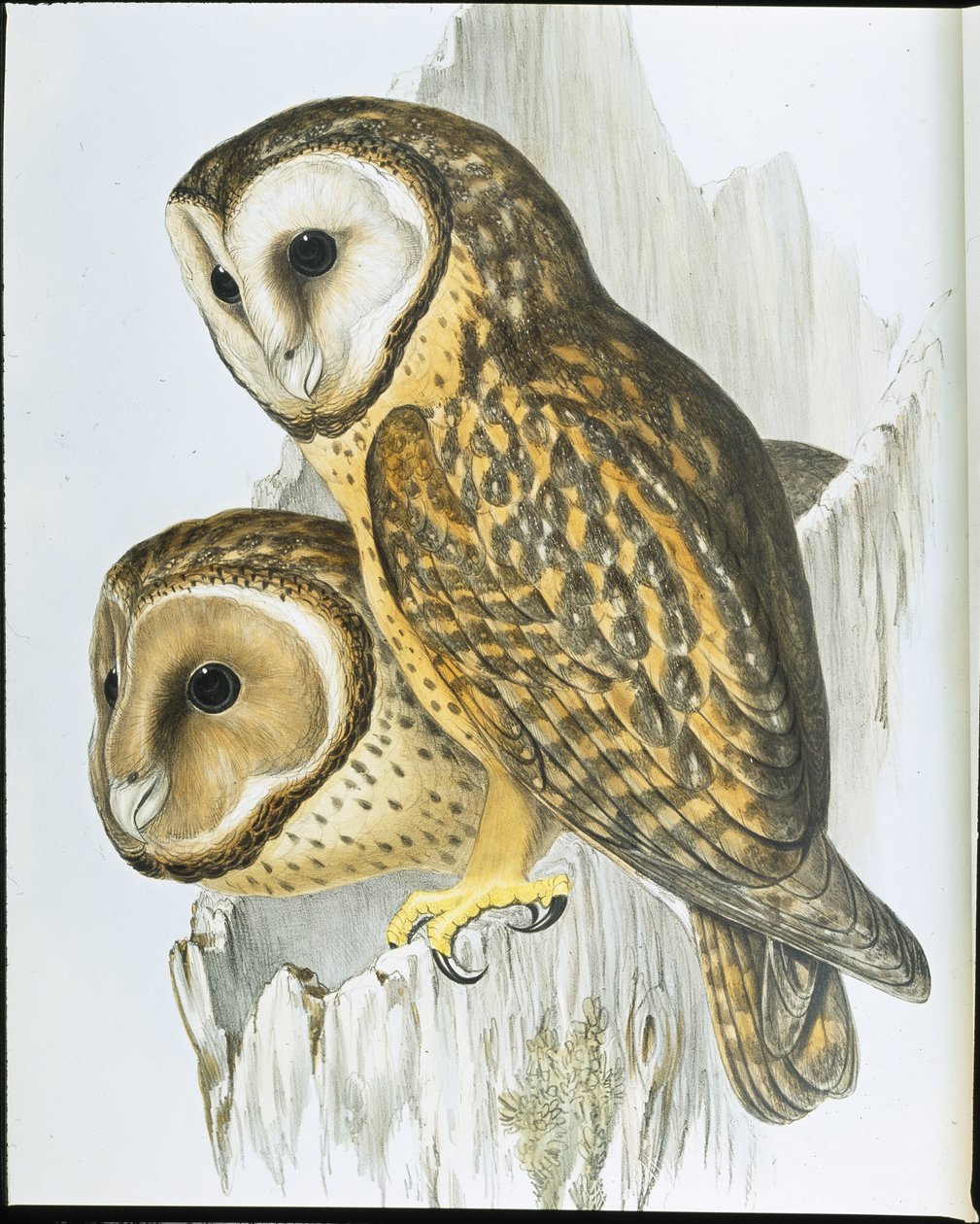 Chouette à face châtain - John (after) Gould