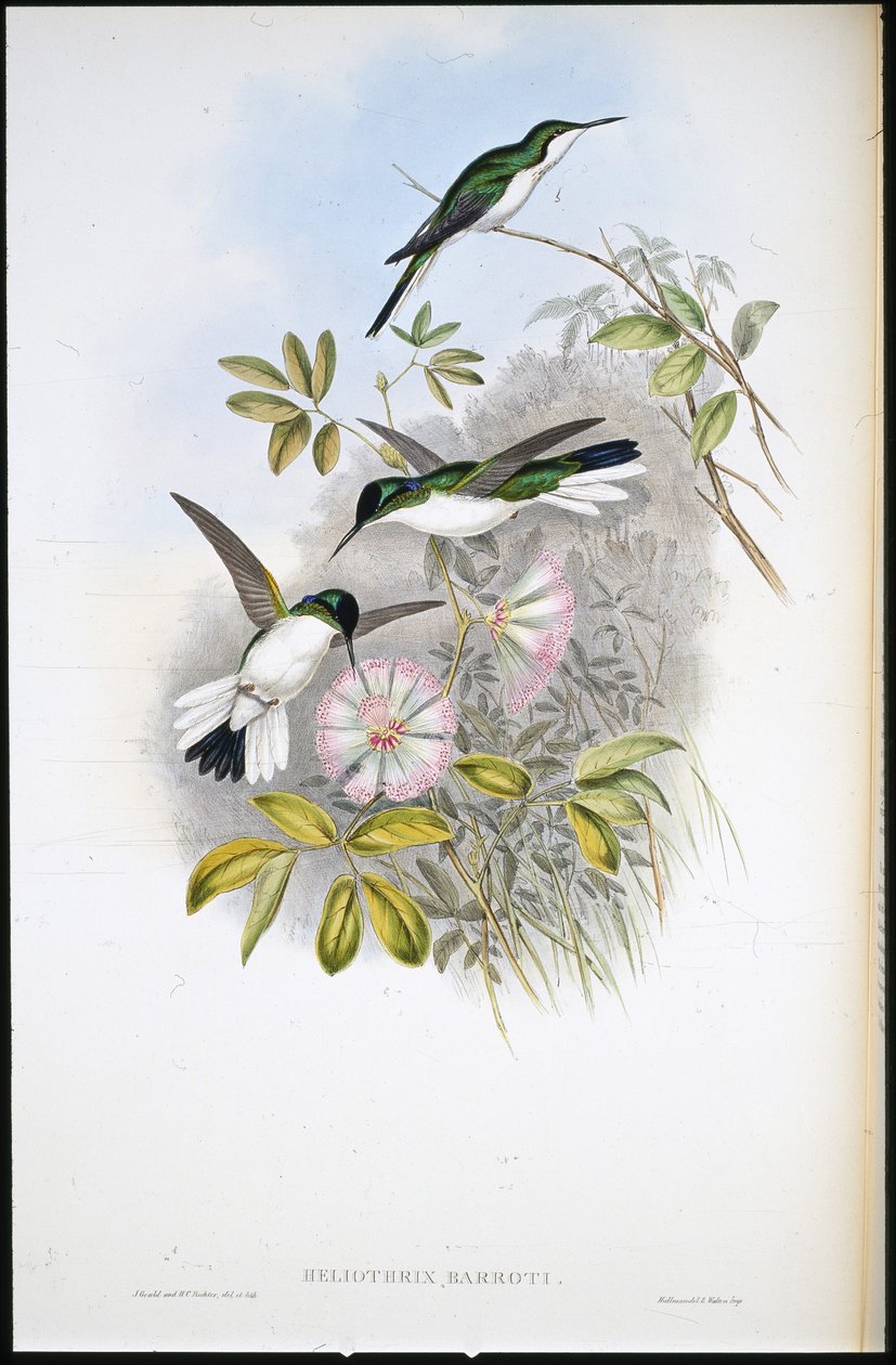Fée colombienne (Heliothrix Barroti) - John (after) Gould