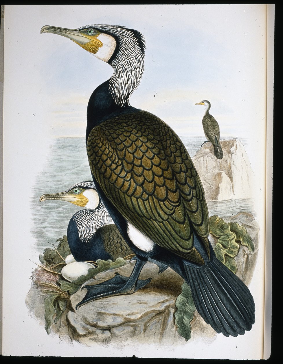 Cormoran - John (after) Gould