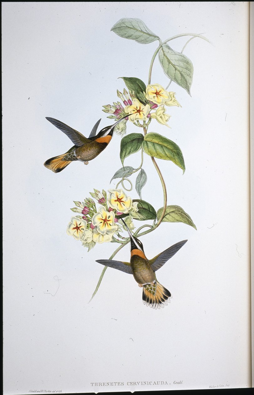 Colibri à gorge barbelée à queue de faon - John (after) Gould