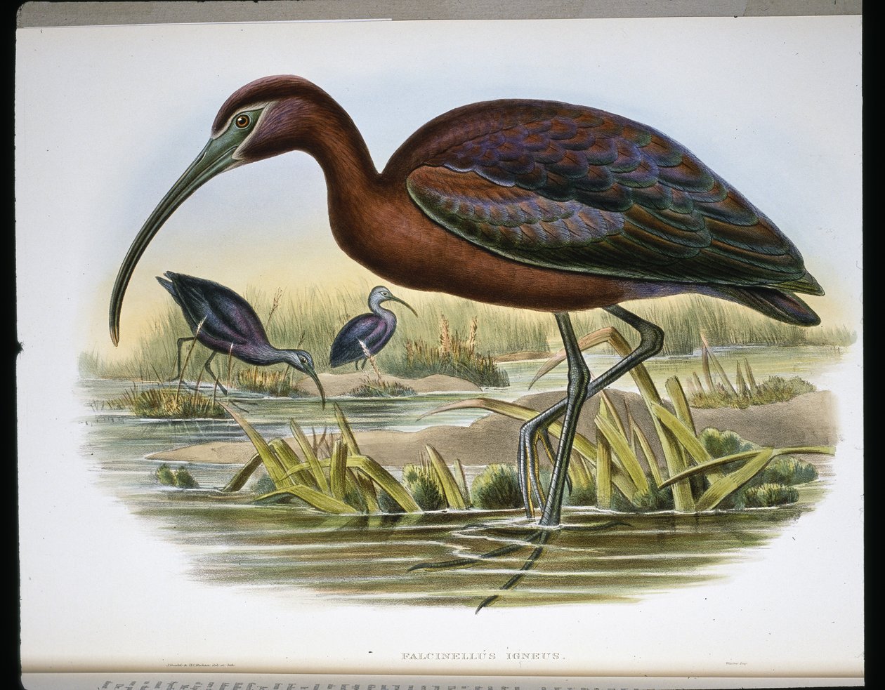 Ibis falcinelle (Falcinellus Igneus) - John (after) Gould