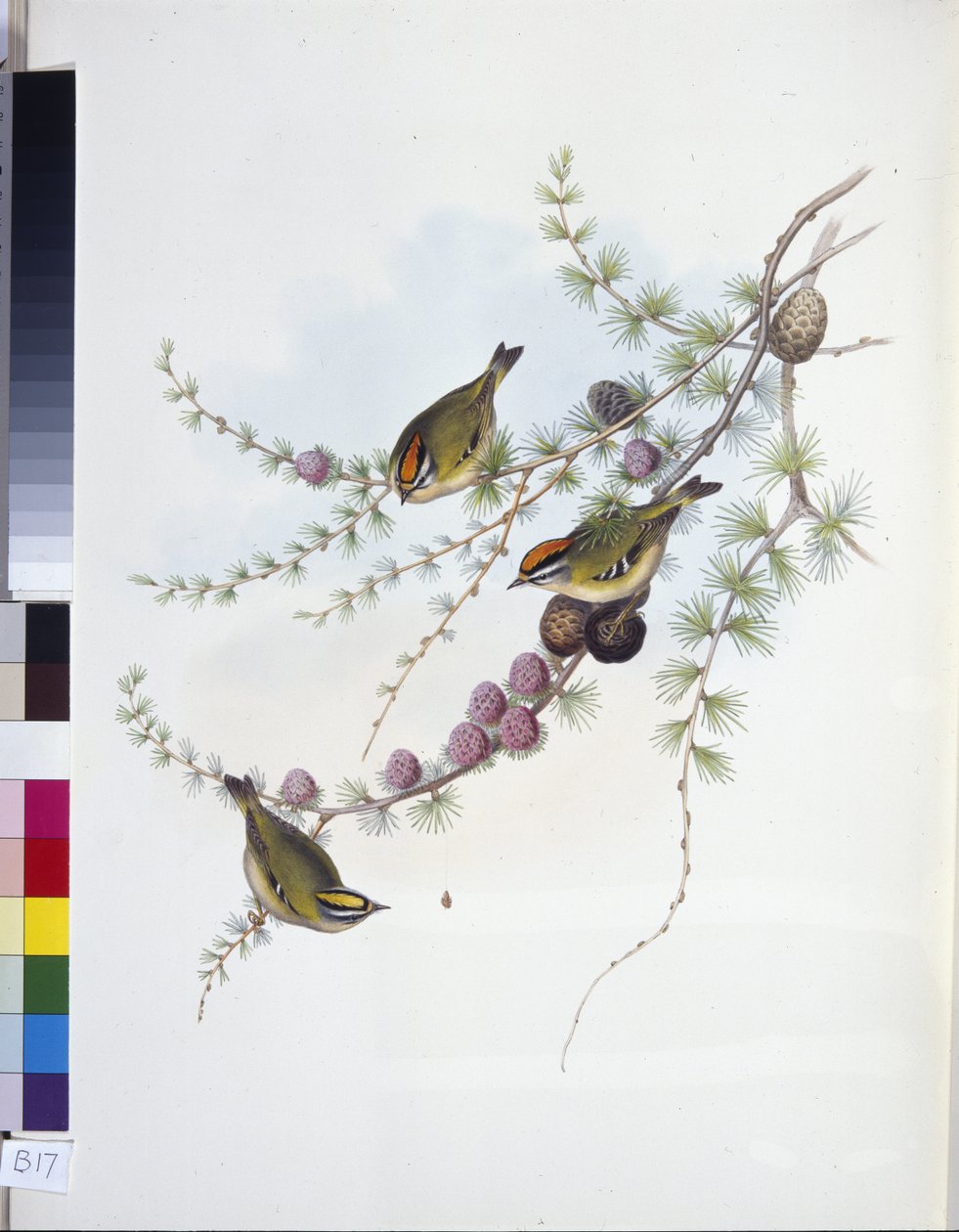 Roitelet huppé (Regulus Regulus) - John (after) Gould