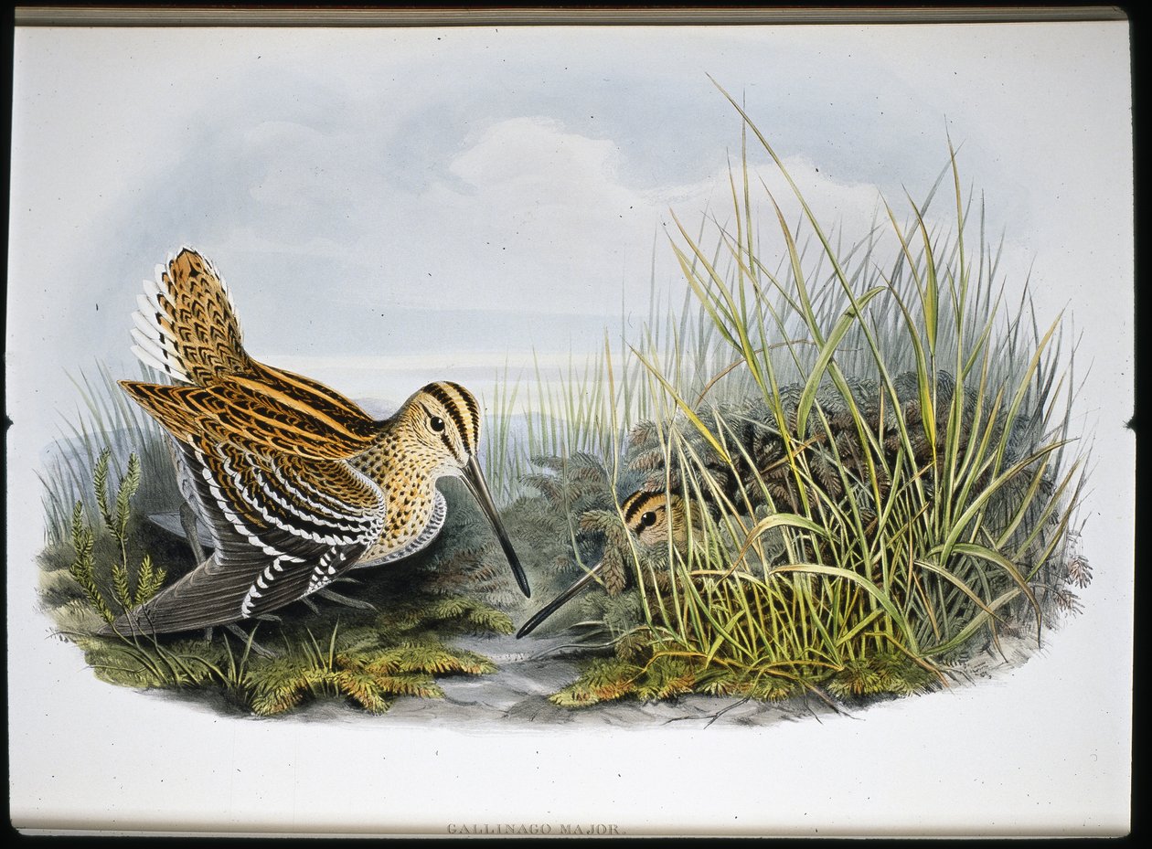 Grande bécassine - John (after) Gould