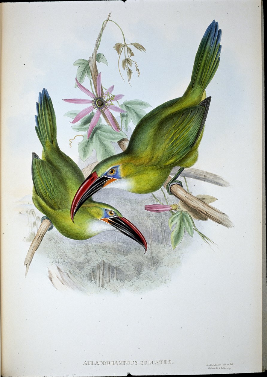 Toucan à bec rainuré (Aulacorhamphus Sulcatus) - John (after) Gould