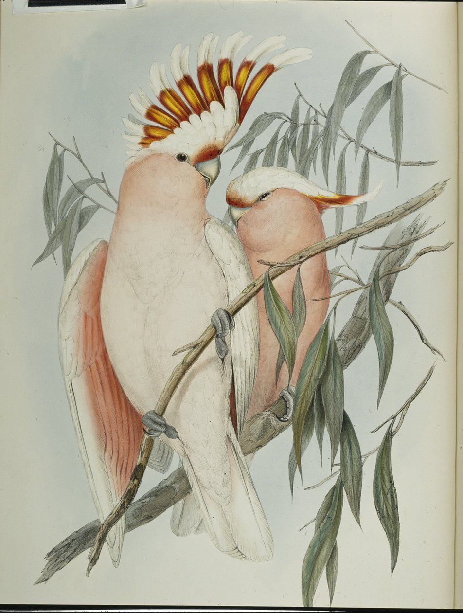 Cacatoès de Leadbeater (Cacatua Leadbeateri) - John (after) Gould