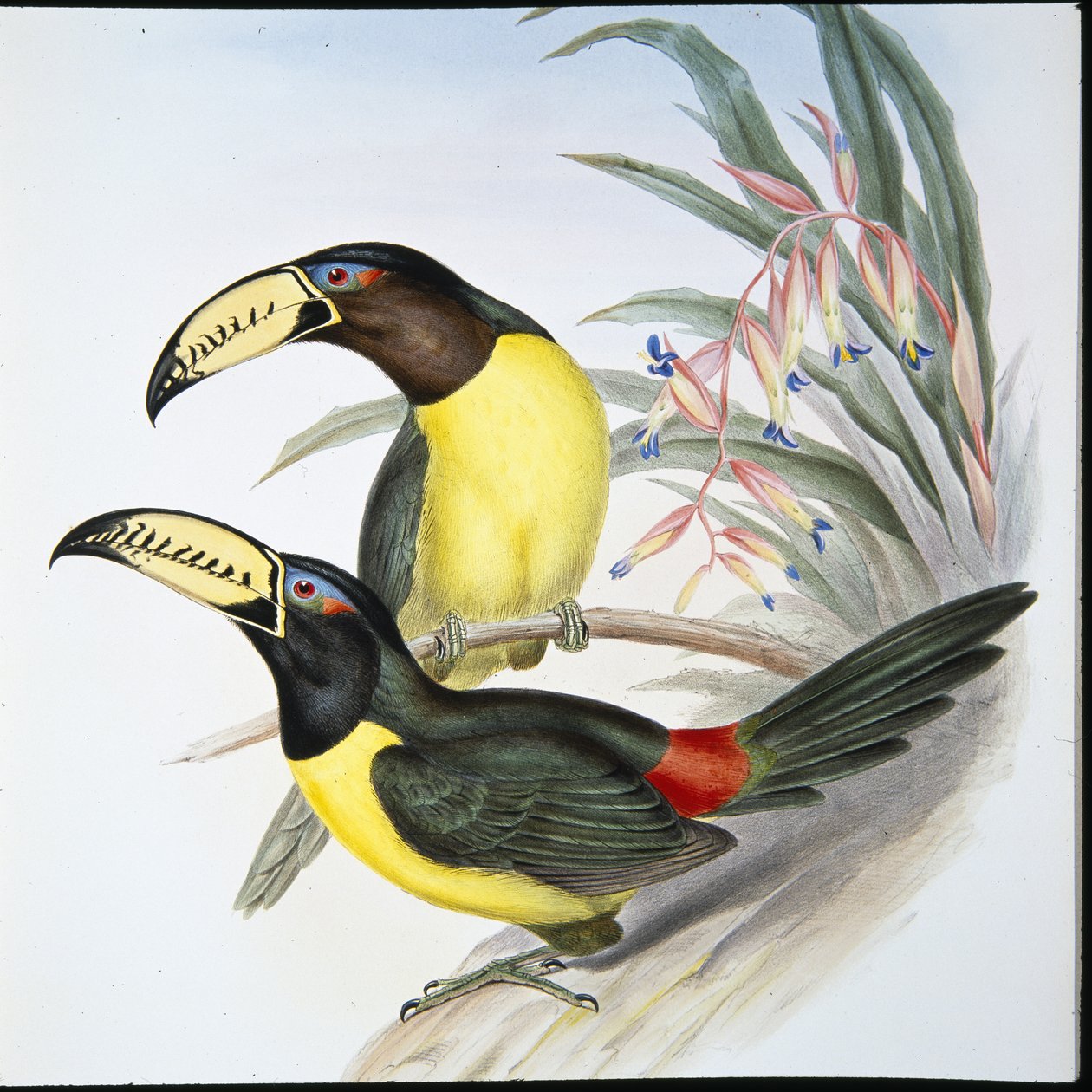 Toucan aracari lettré - John (after) Gould