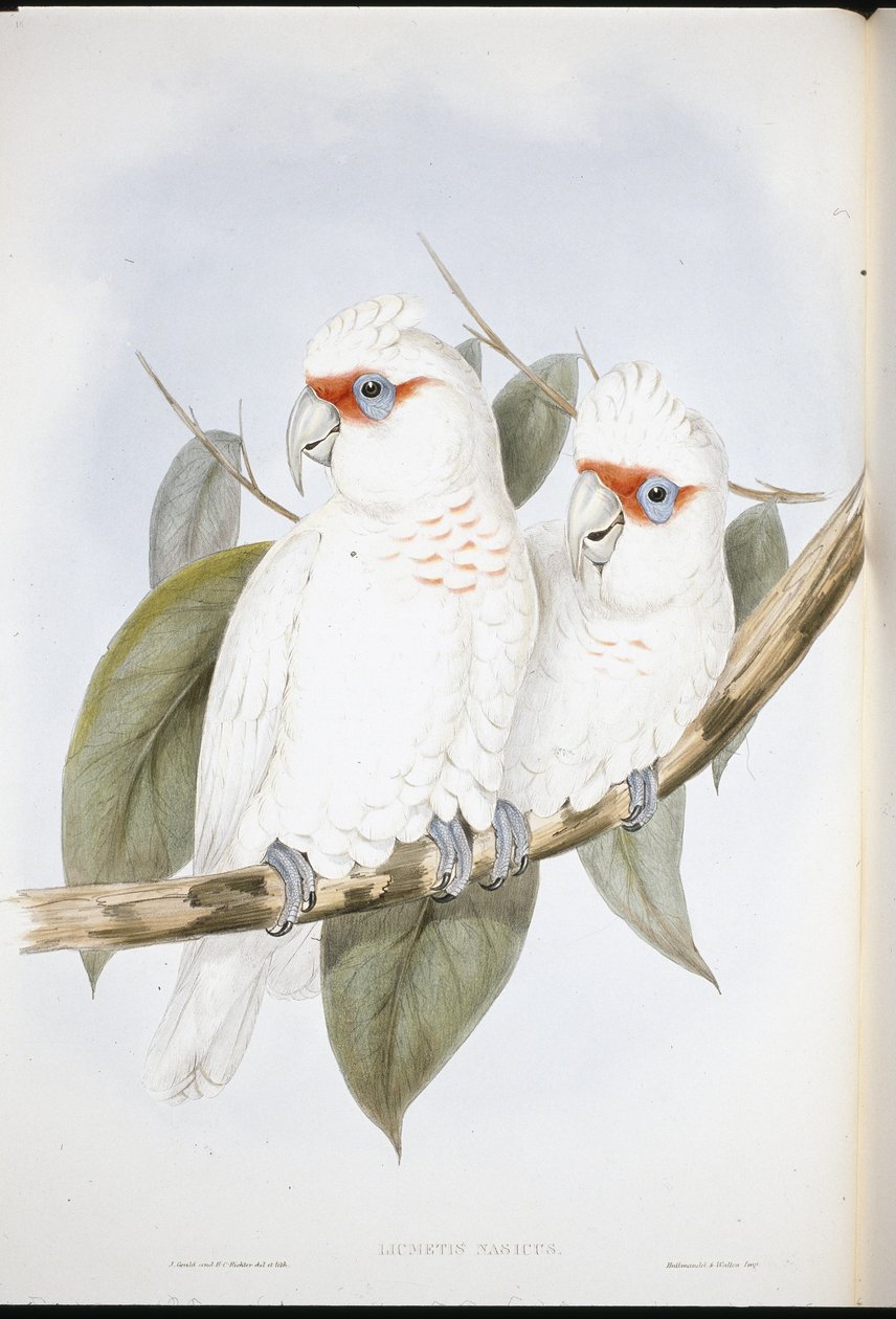 Cacatoès à long bec (Licmetis Nasicus) - John (after) Gould
