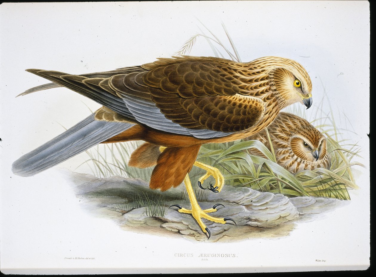Busard des roseaux - John (after) Gould