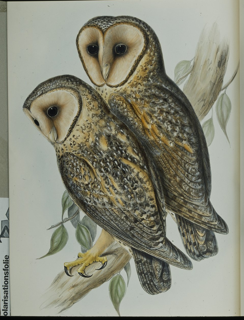 Chouette effraie masquée - John (after) Gould