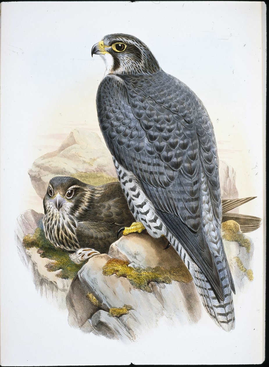Faucon gerfaut norvégien - John (after) Gould