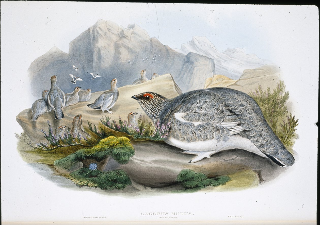 Lagopède (plumage d
