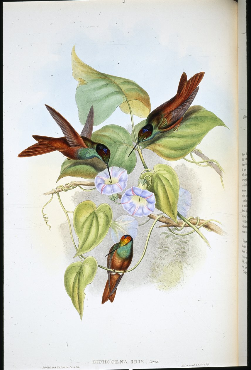 Arc-en-ciel - John (after) Gould