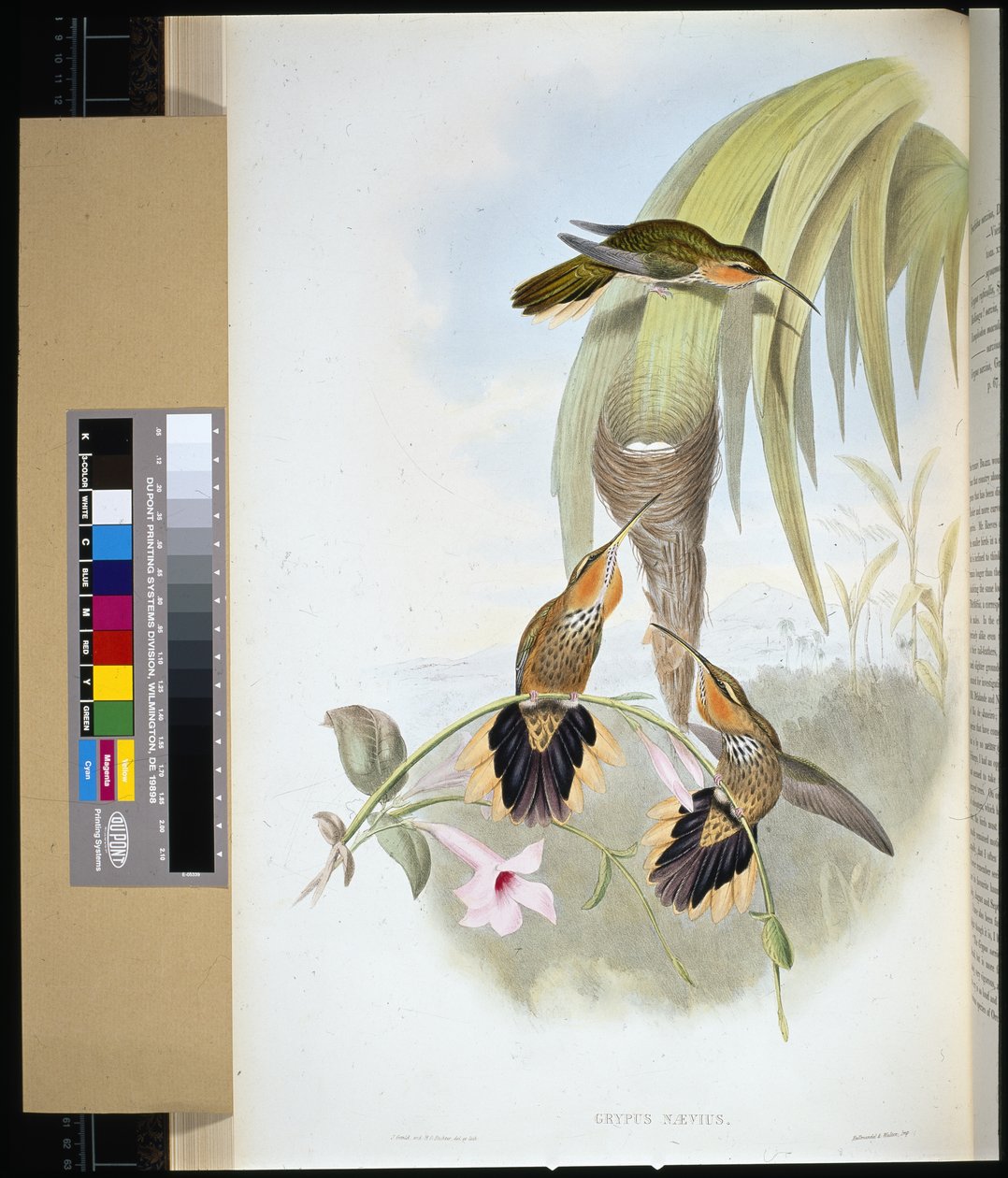 Bec-scie - John (after) Gould