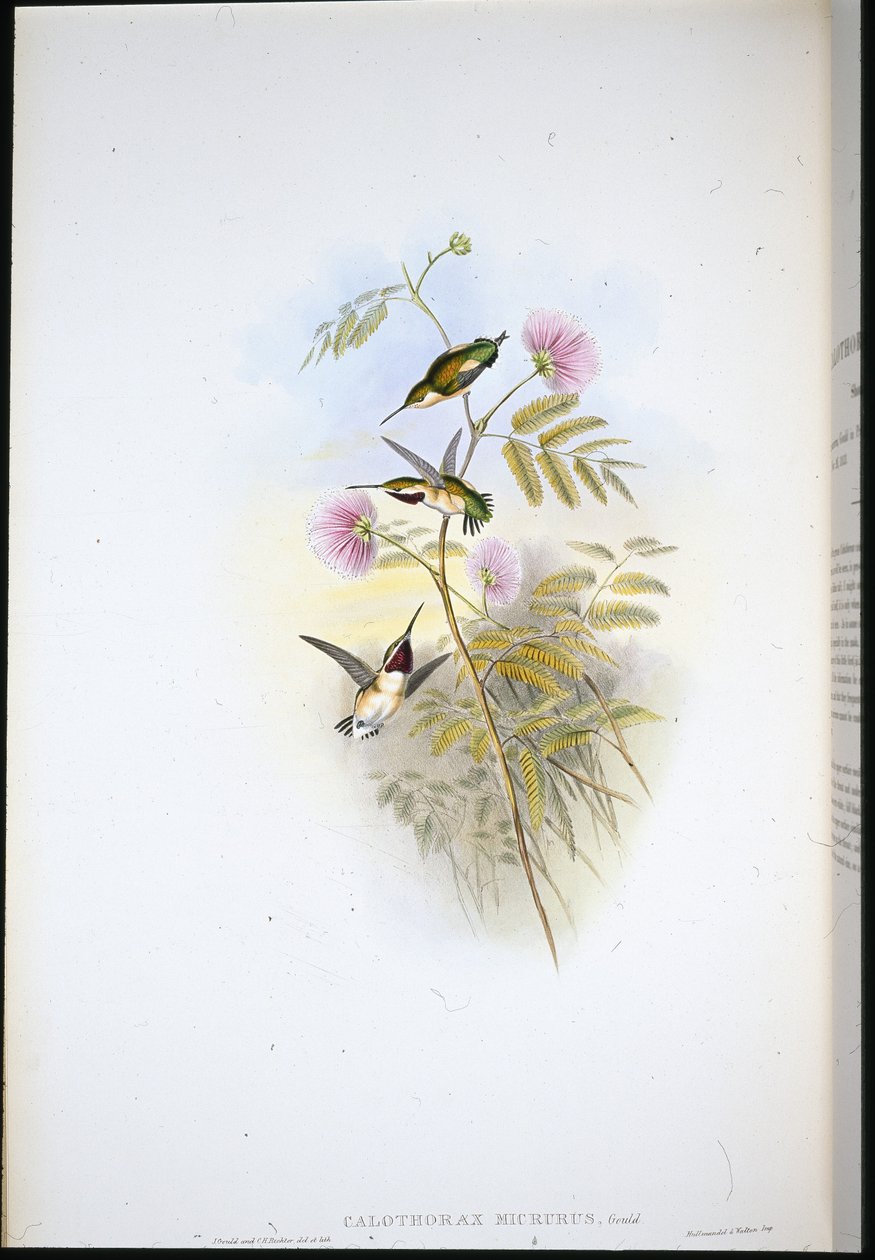 Étoile des bois à queue courte (Calothorax Micrurus) - John (after) Gould