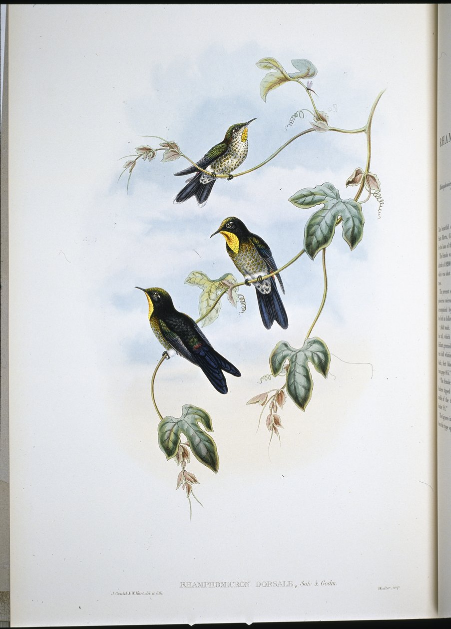 Ramphomicron de Simon (Ramphamicron Dorsale) - John (after) Gould