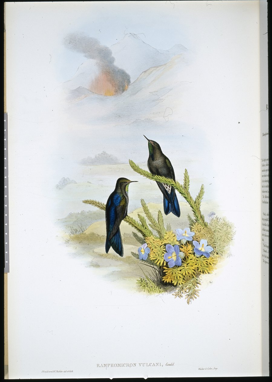 Épine-bec du sud - John (after) Gould