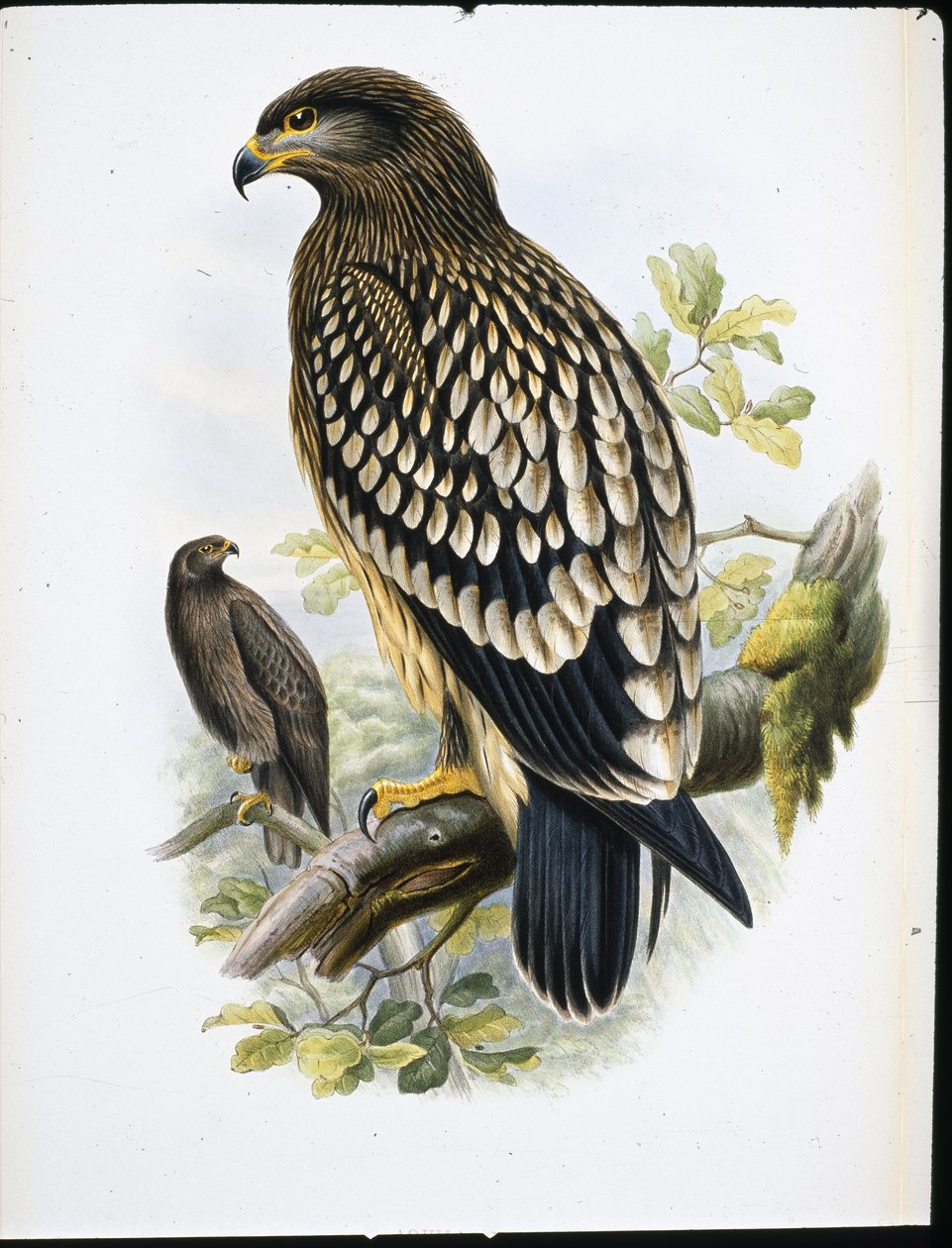 Aigle tacheté (Aquila Naevia) - John (after) Gould