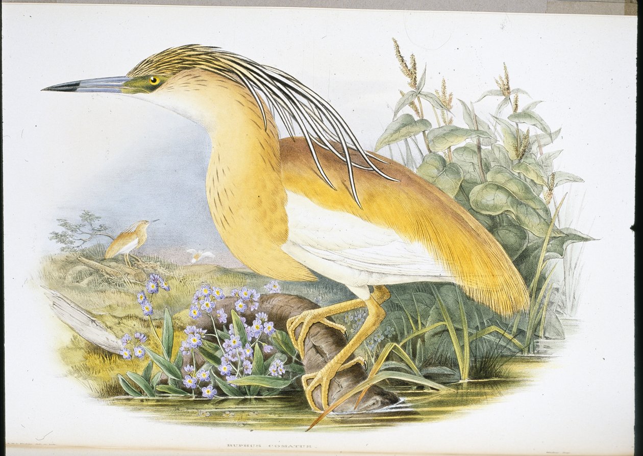 Héron crabier (Buphus Comatus) - John (after) Gould