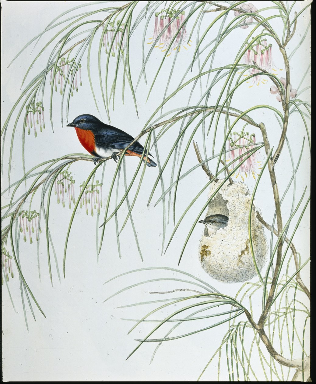 Dicaeum hirondelle (Dicaeum Hirundinaceum) - John (after) Gould