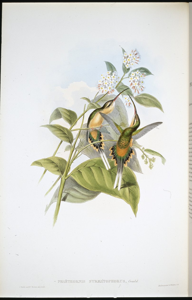 Ermite à longue queue - John (after) Gould