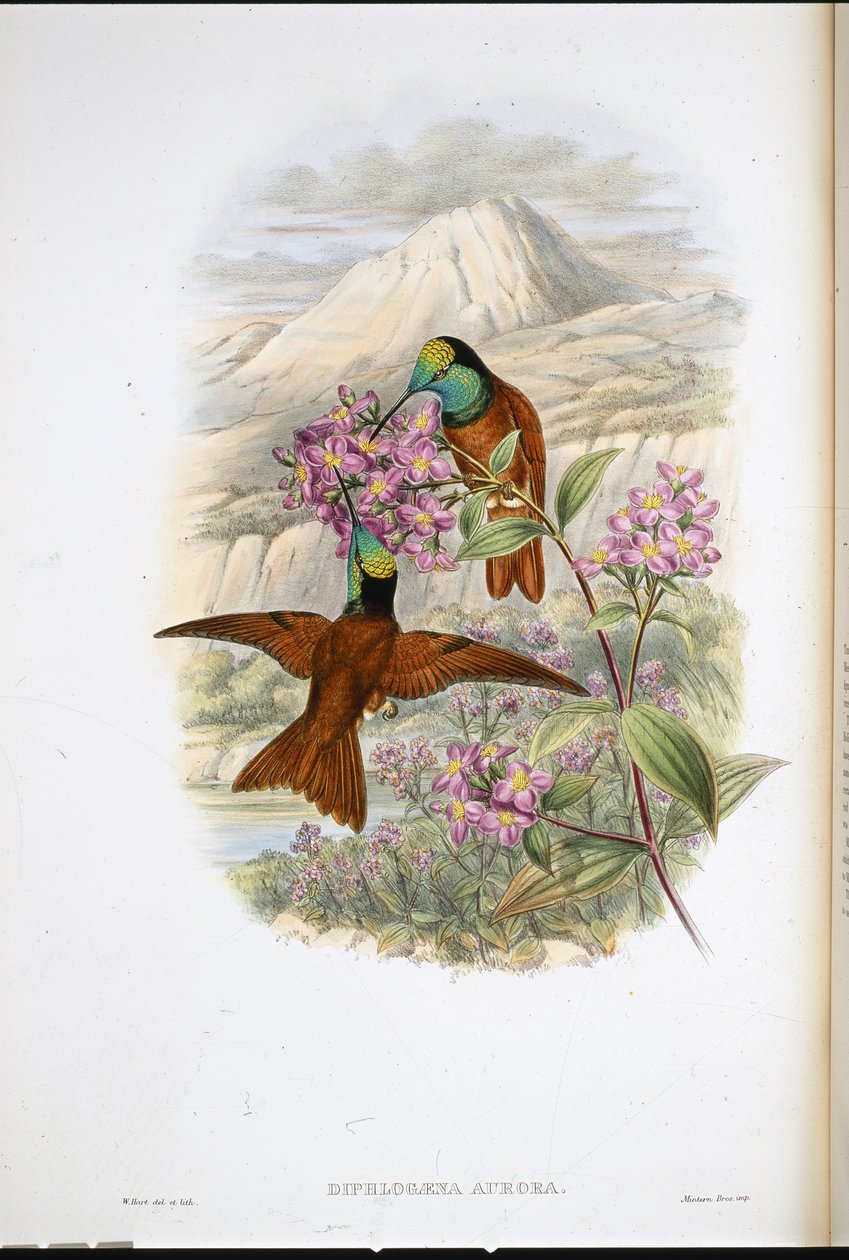 Colibri arc-en-ciel de Warszewicz (Diphlogaena Aurora) - John (after) Gould