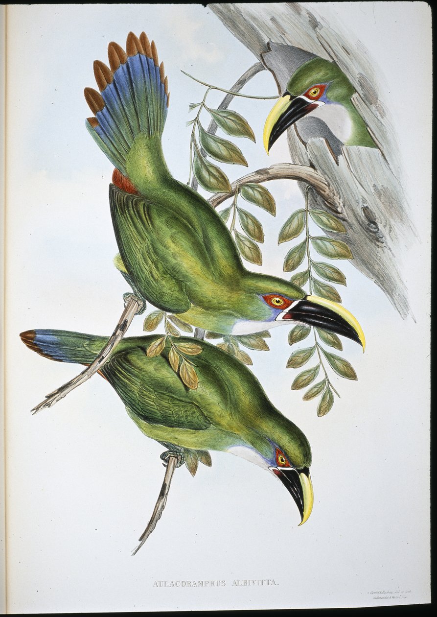 Toucan à bec rainuré à bande blanche (Aulacoramphus Albivitta) - John (after) Gould