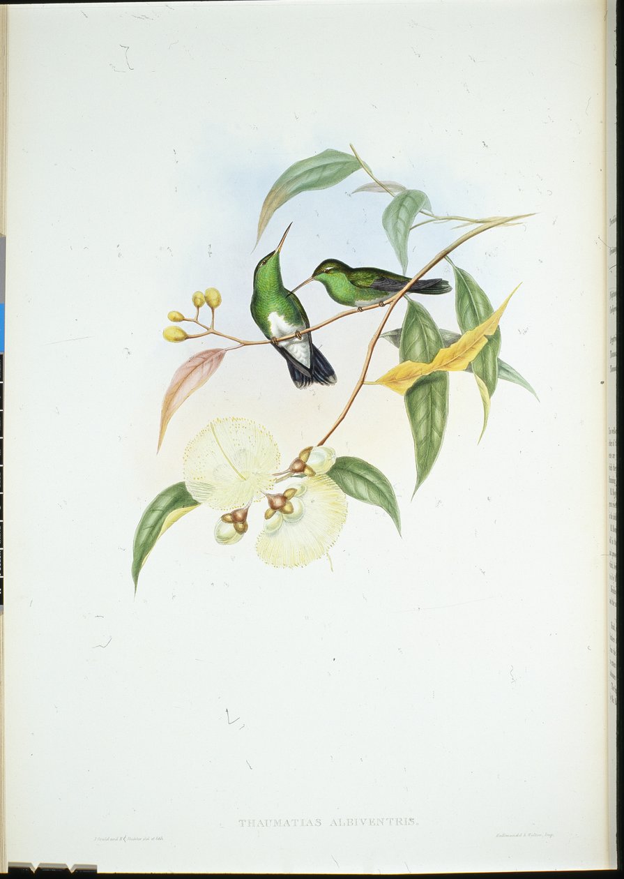 Émeraude à ventre blanc (Thaumatias Albiventris) - John (after) Gould