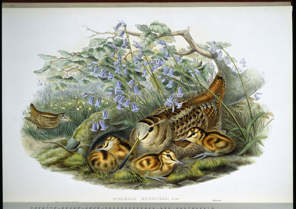Bécasse des bois - John (after) Gould