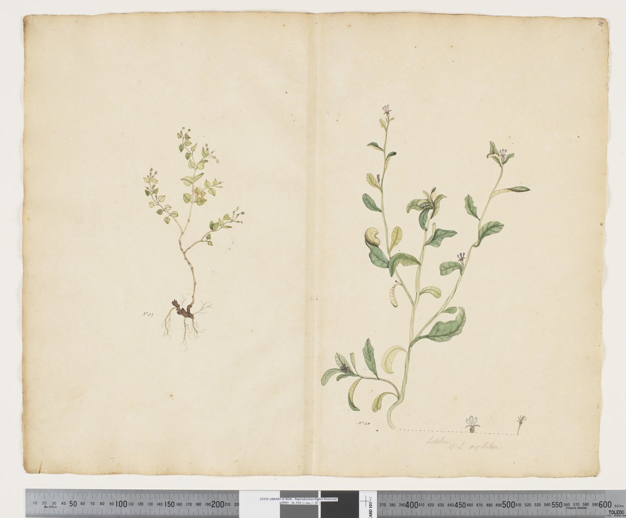 Euphorbia sparrmannii; Lobelia alata - John (attr. to) Doody
