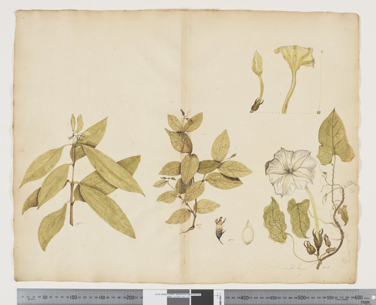 Wickstroemia Australis; Ipomea - John (attr. to) Doody