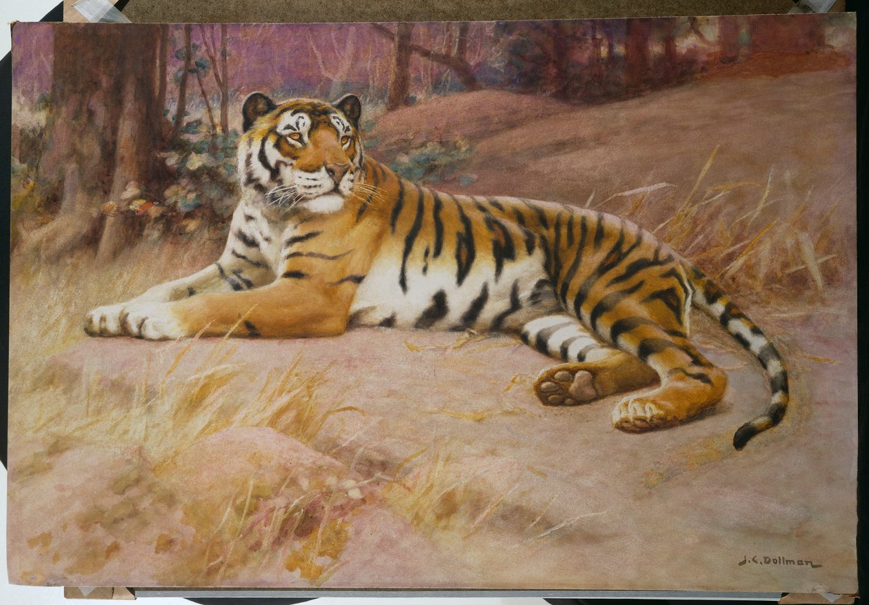 Le Tigre - John Charles Dollman