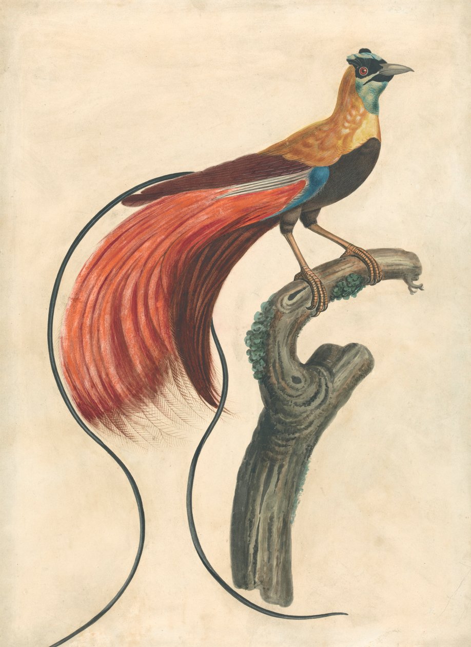 Oiseau de paradis à plumes rouges (Paradisea Apoda Raggiana), sud-est de la Nouvelle-Guinée - John Collet