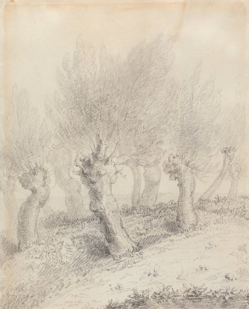 Saules étêtés - John Constable