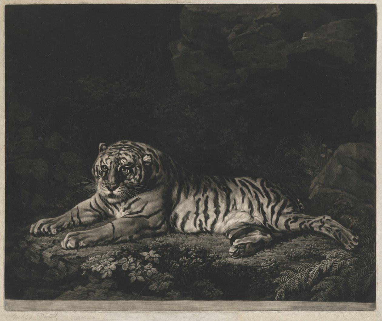 Une tigresse - John Dixon after George Stubbs