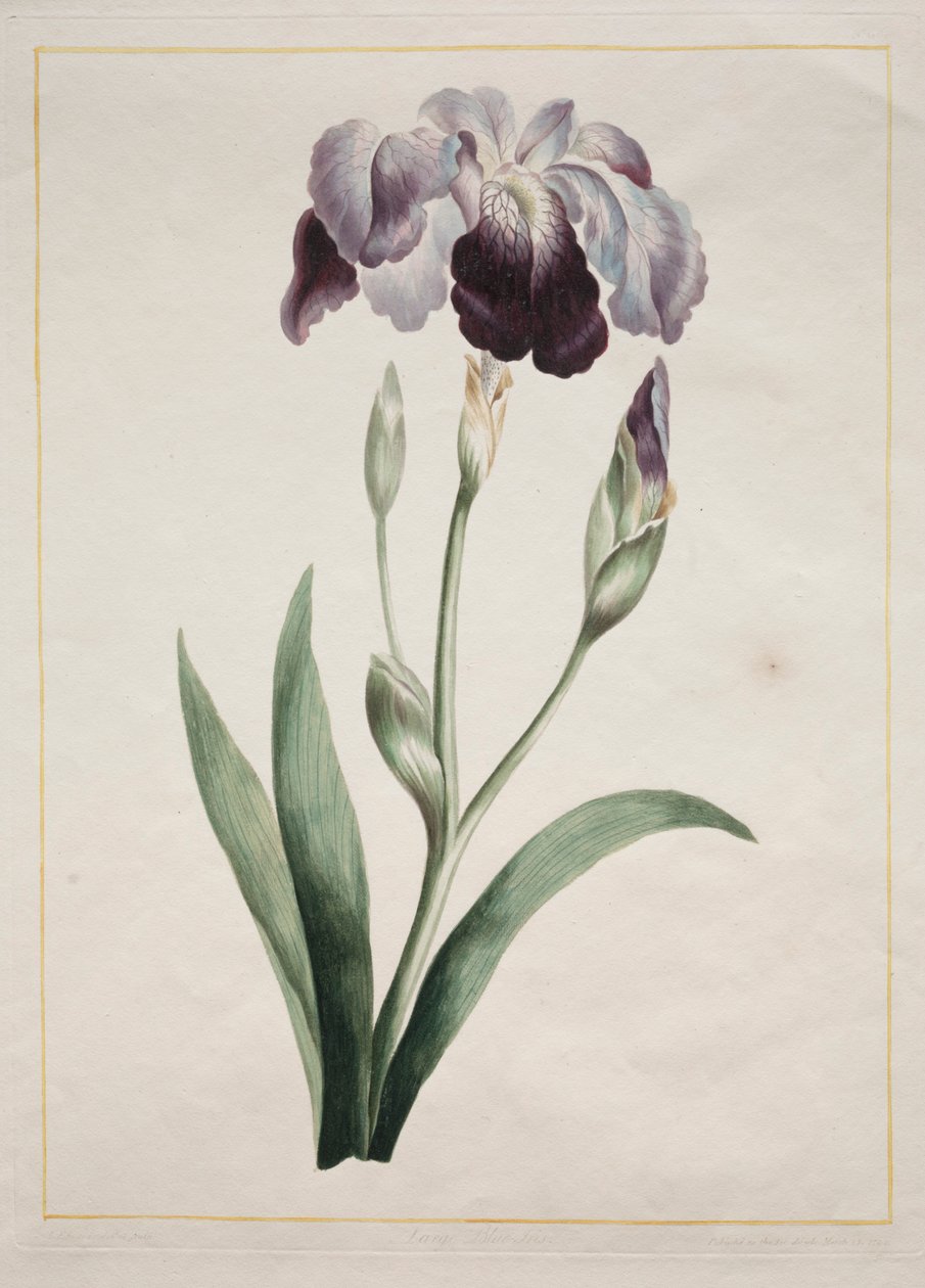 Iris japonais, Grand Iris Bleu, 1801 - John Edwards
