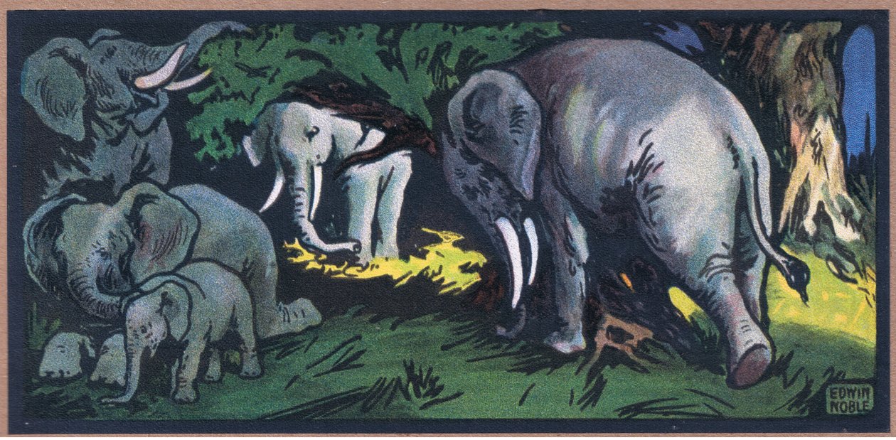 Éléphant dans la nature - John Edwin Noble