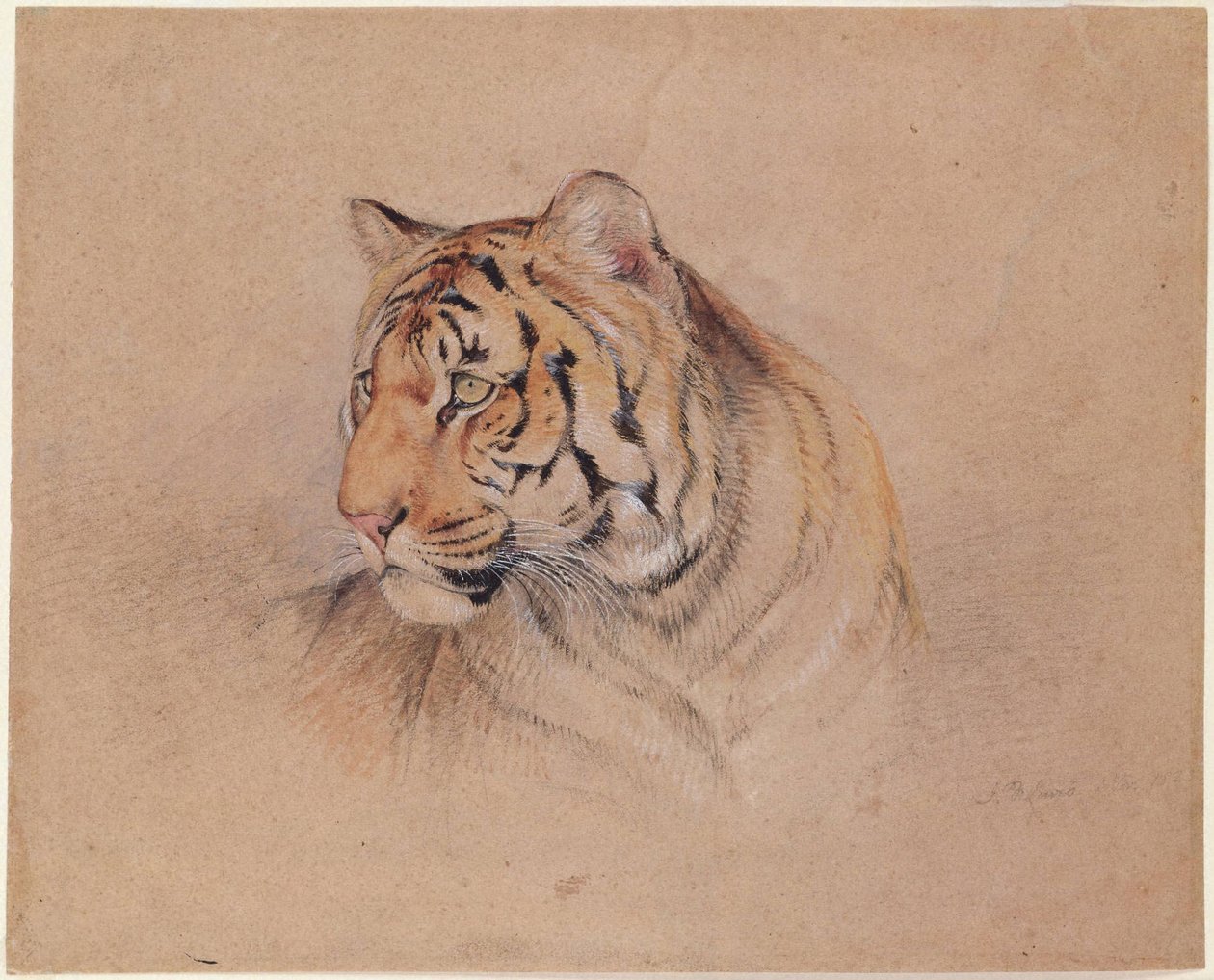 Tigre - John Frederick Lewis