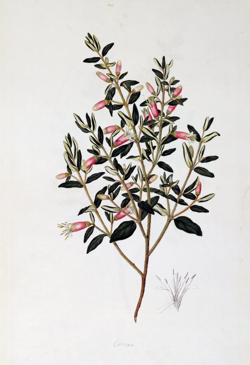 Correa Reflexa, dessin - John Frederick Miller