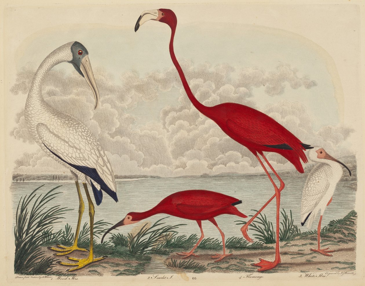 Ibis des bois, ibis écarlate, flamant rose et ibis blanc - John G. Warnicke after Alexander Wilson