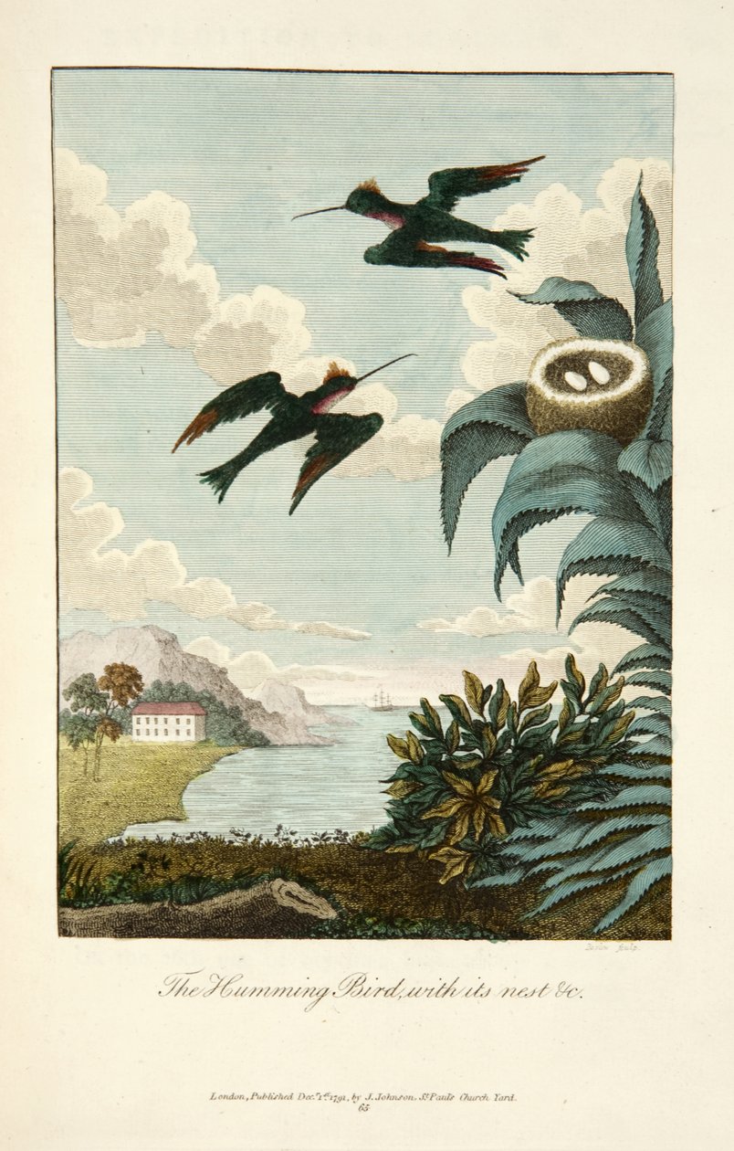 Colibri, avec son nid - John Gabriel Stedman