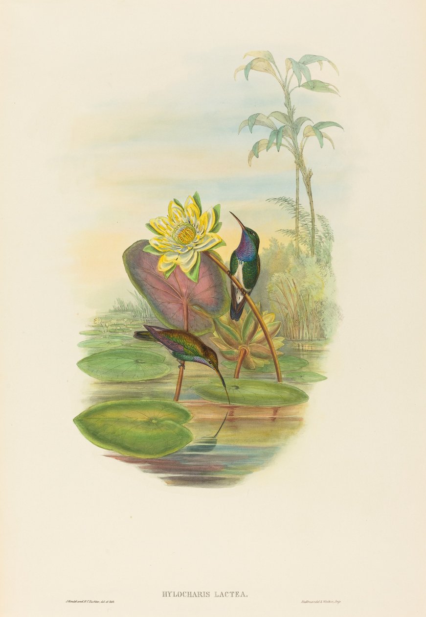 Hylocharis lactea Émeraude à poitrine saphir. Créateurs : John Gould, Henry Constantine Richter - John Gould and Henry Constantine Richter John Gould and Henry Constantine Richter